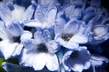Hyacinth flower is light blue in close-up on a black background.