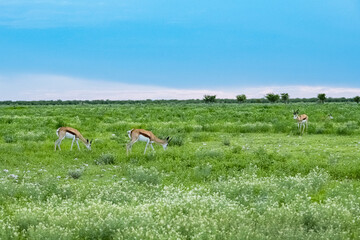 Obraz na płótnie Canvas A herd of springboks, Antidorcas marsupialis, in the bush in Namibia 