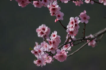 Fototapeta na wymiar Almond tree blossom