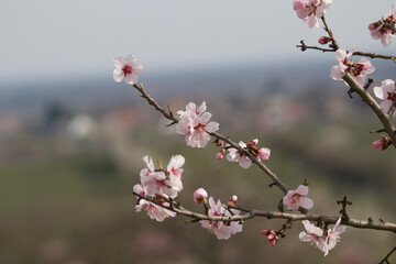 Almond tree blossom