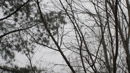 Tree Branches
