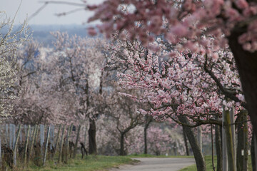 Naklejka premium Almond tree blossom