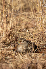 Spotted Thick-knee, Kruger National Park