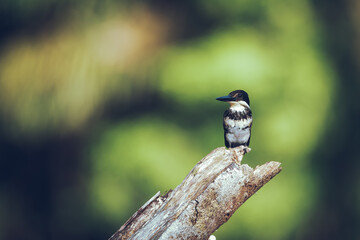 A green kingfisher bird perched on a dead trunk