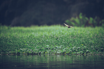 A northern jacana bird flying in the jungle river grasses
