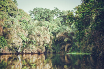Fototapeta na wymiar A natural canal river in a jungle