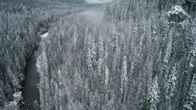 Aerial Pan Up Winding River to Reveal Snow Covered Mountains in Dense Forest Trees