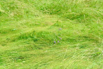 beautiful summer landscape, green fields of ripening wheat, forest behind the hill, the concept of beauty of nature, preservation of ecology, hay time, agricultural land, farm land