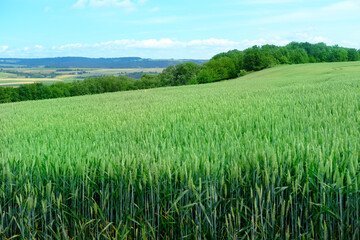 beautiful summer landscape, green fields of ripening wheat, rye, cereals, agricultural concept, growing crop, environmentally friendly plants, weeds, grain import, export abroad
