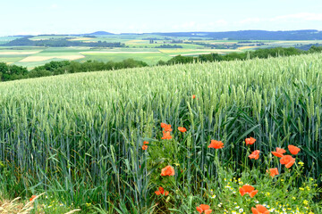 beautiful summer landscape, green fields of ripening wheat, rye, cereals, agricultural concept, growing crop, environmentally friendly plants, weeds, grain import, export abroad