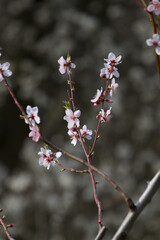 Almond tree blossom