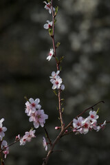 Almond tree blossom