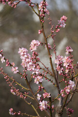 Almond tree blossom