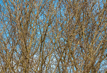 many leafless branches on a blue sky background