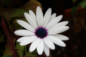 Margarida-do-Cabo / Cape Marguerite / Dimorphotheca Ecklonis