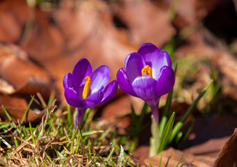 a close-up with two crocuses