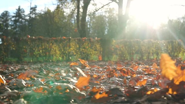 120fps slow motion video of brown autumn leaves in a park blowing past the camera on a slide. Leaves blowing past camera in an autumn setting in a park