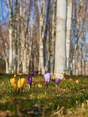 Krokusse, Krokusse um im Birkenwald, Frühjahr Blumen