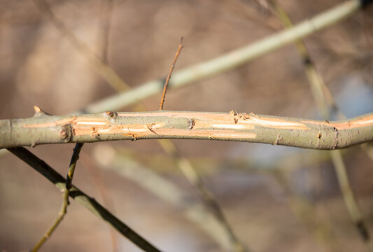 a branch with bark eaten by animals