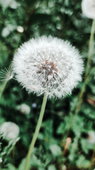 Beautiful white dandelion on a background of green grass