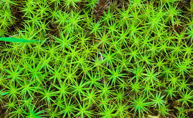 Top view of green moss sphagnum with star shaped leaves