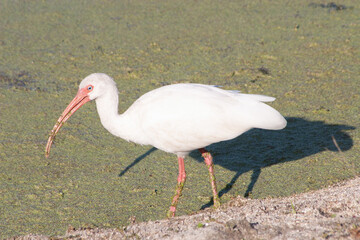 White Ibis Eudocimus albus