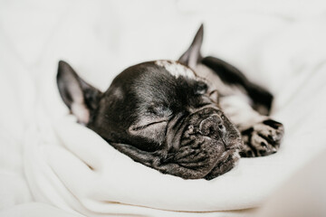 head of pretty black and white french bulldog puppy on the blanket on white bed.