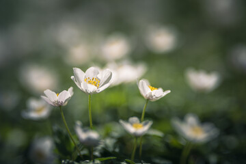 wood anemone spring white flower
