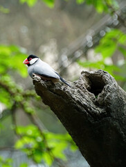 Calafate ou pardal de java, originário da Indonésia