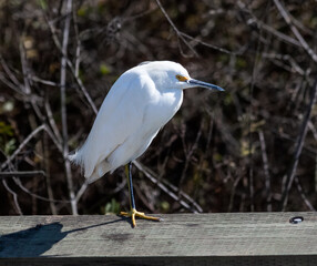snowy egret perched on a fence rail in Newport Beach California back bay Ecological Reserve