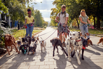Smiling dog walker  in the street with lots of dogs - obrazy, fototapety, plakaty