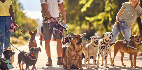 Group of young students dog walkers working together