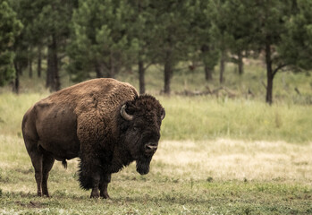 Lethargic Looking Male Bison Stands In Field