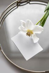 Tulip with a white twist. Background for text