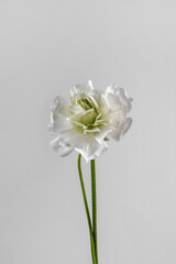 Aesthetic white ranunculus flower isolated on white background