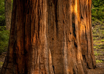 Line of Giant Sequoia Tree Bases In A Row