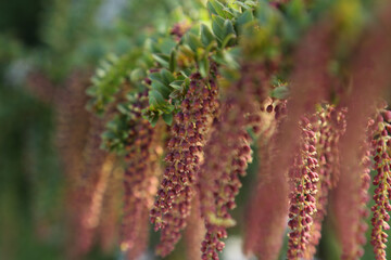 Close-up of a tropical red flowers of Coriaria ruscifolia ssp. microphylla
