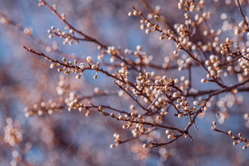 cherry blossom , Sakura, Prunus serrulata 'Kanzan' or 'Sekiyama'  Natural light. High quality photo, in early spring March  day in botanical garden Romania