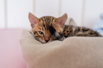 Lovely bengal kitten is sleeping on bed