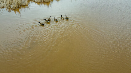 Geese in the morning as spring approaches