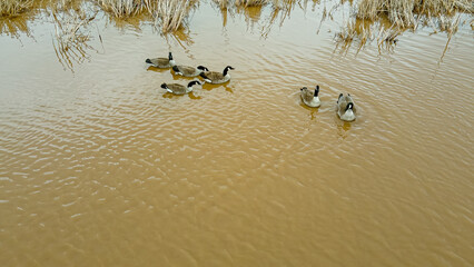 Geese in the morning as spring approaches