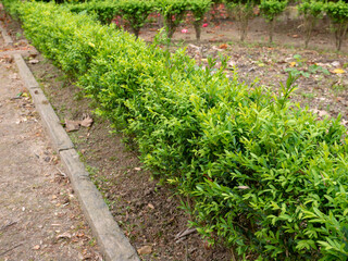 Buxus sempervirens or common box low hedge