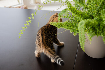 Lovely bengal kitten is playing on table next to plant