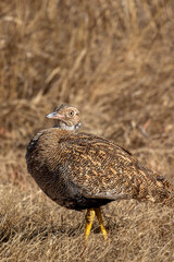 Female Northern Black Korhaan, Pilanesberg National Park