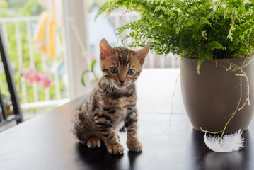 Lovely bengal kitten is sitting on table next to plant