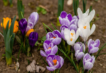 crocus- Spring growing flowers and nature that comes alive, Beautiful Purple,liliac yellow crem crocus outside in the forest or in the park.  blooming in their natural environment