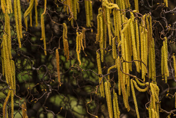 Corylus americana- the American hazelnut[1] or American hazel,[2] is a species of deciduous shrub in the genus Corylus, Catkins hanging on a tree branch in early spring, Corylus Avellana Contorta Tree