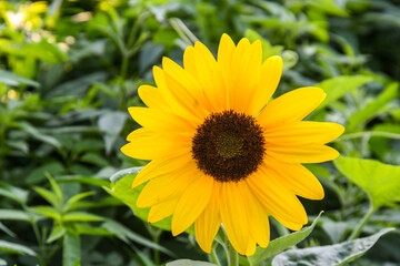 Sunflower standing tall on a sunny day.
