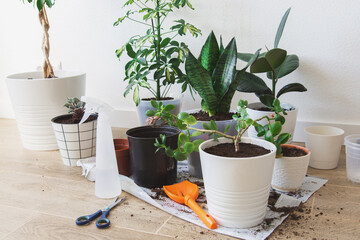 indoor green plants close-up in pots when transplanting against a white wall, scattered earth, tools