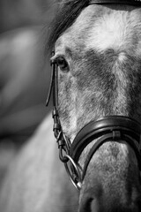Black and White arabian horse © Kinga